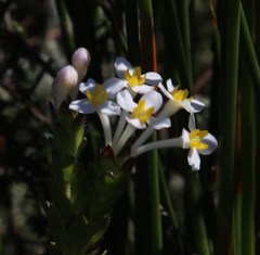 Gnidia tomentosa