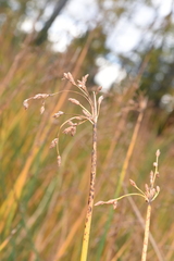 Schoenoplectus × steinmetzii