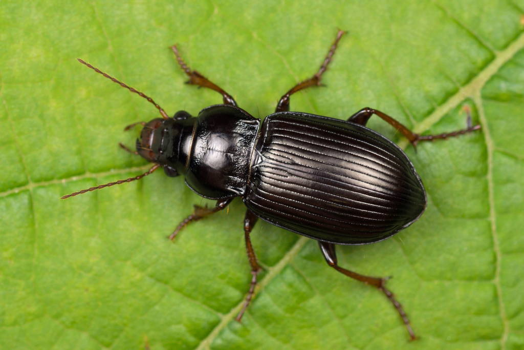 Curtonotus
