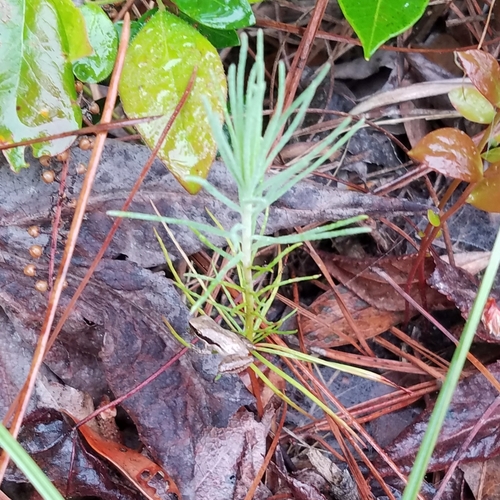 Little Grass Frog (Pseudacris ocularis), a species recorded in Florida