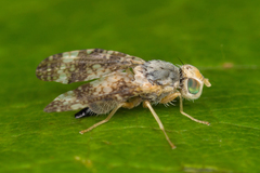 Oxyna parietina