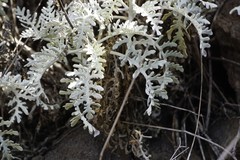 Constancea nevinii