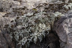 Constancea nevinii