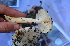 Hygrophorus piceae