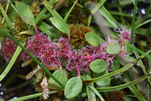 Amaranthus tuberculatus iNat (1)