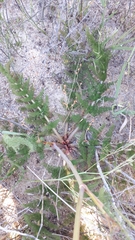 Cynorhiza meifolia