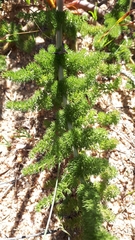 Cynorhiza meifolia