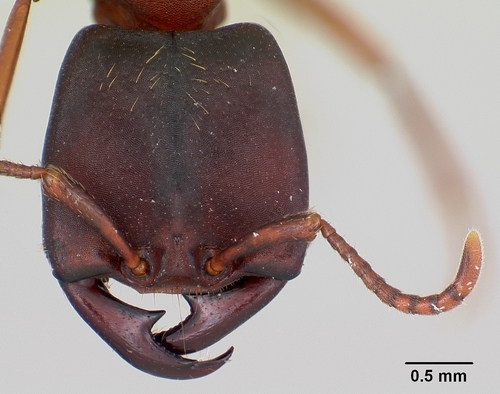 埃氏行军蚁Dorylus emeryi