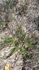 Cynorhiza meifolia