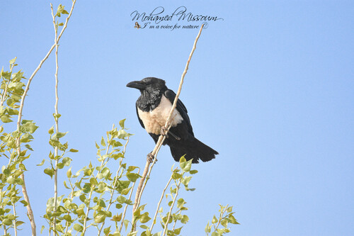 Pied Crow