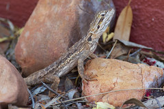 Pogona minor