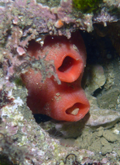 Cnemidocarpa finmarkiensis