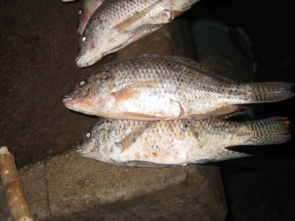 Jipe Tilapia