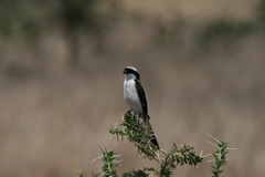 Lanius excubitoroides