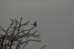 Lanius excubitoroides