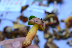 Aureoboletus gentilis