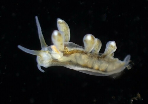 Johnston's balloon eolis