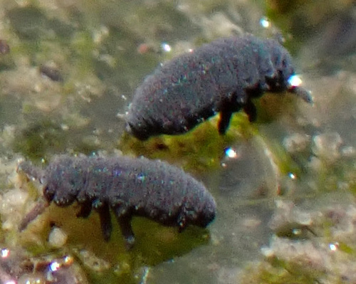 chvostoskok vodný (Podura aquatica)