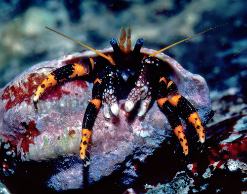 Calcinus pictus (Owen, 1839)