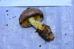 Cortinarius xanthophyllus