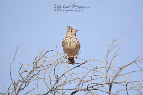 Crested Lark