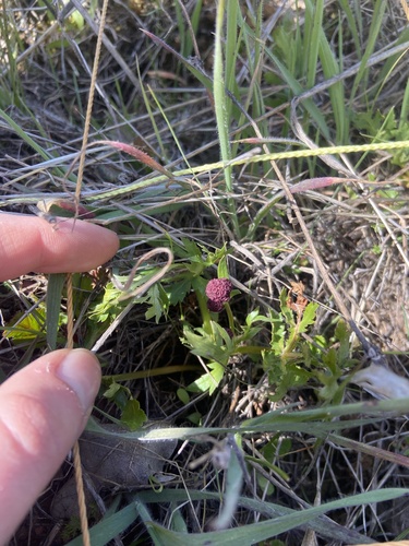 iNaturalist observation photo of Purple Sanicle