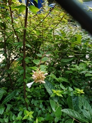 Abelia × grandiflora