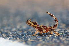 Moloch horridus