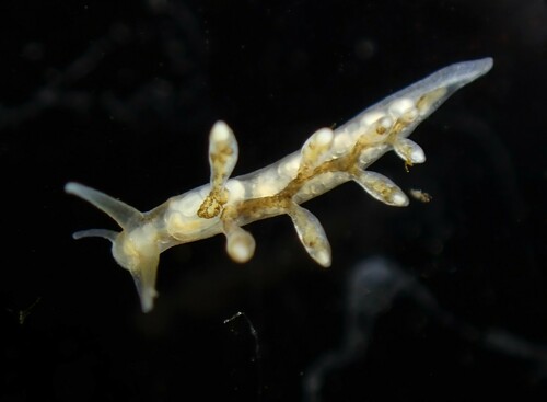 Johnston's balloon eolis