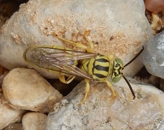 Bembecinus neglectus