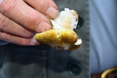 Tricholoma sejunctum