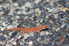 Rhynchoedura ornata