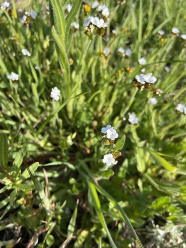 iNaturalist observation photo of Rusty Popcornflower