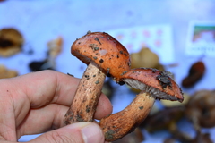 Tricholoma ustaloides