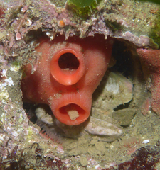 Cnemidocarpa finmarkiensis