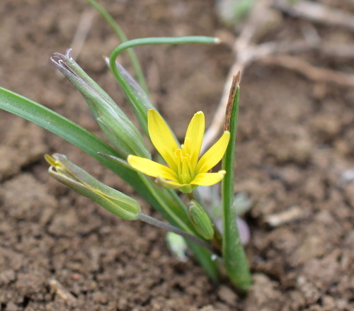 Gagea transversalis