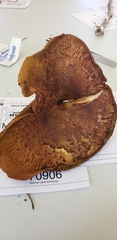 Paxillus ammoniavirescens