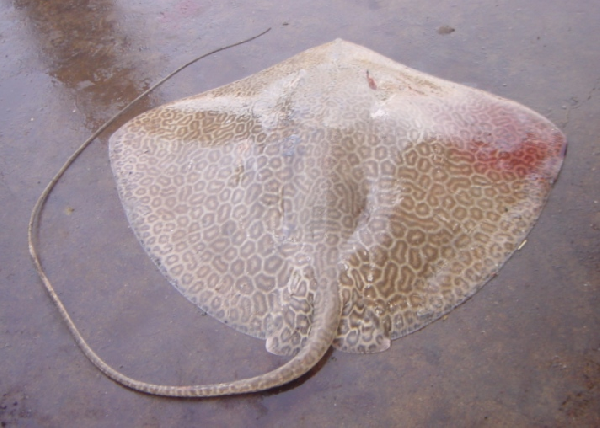 Bleeker's Variegated Whipray