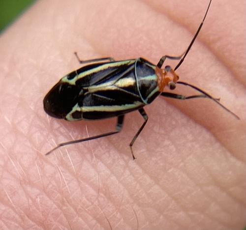 Four-lined Plant Bug photo 3