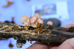 Mycena seynii