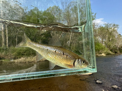 White Shiner photo 4