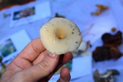Singerocybe phaeophthalma