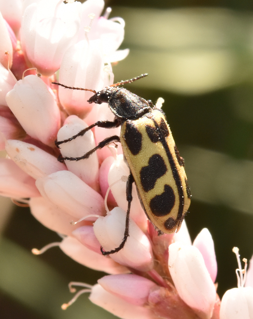 Spotted Maize Beetle