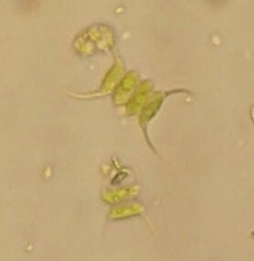 Scenedesmus