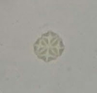 Lemmermannia tetrapedia