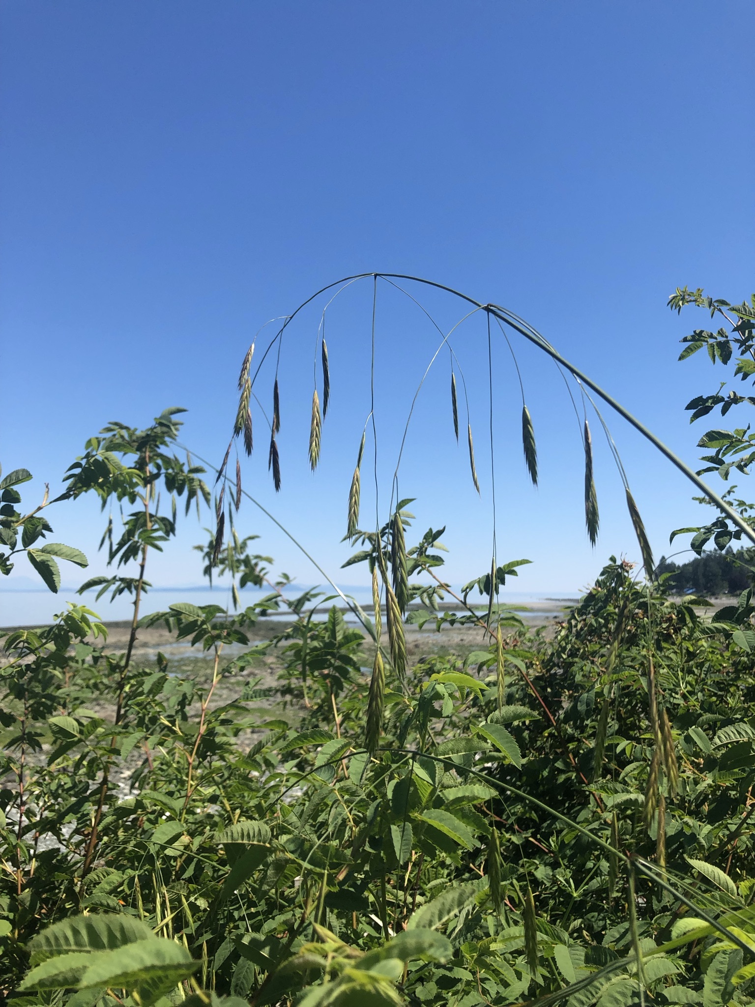 Bromus pacificus