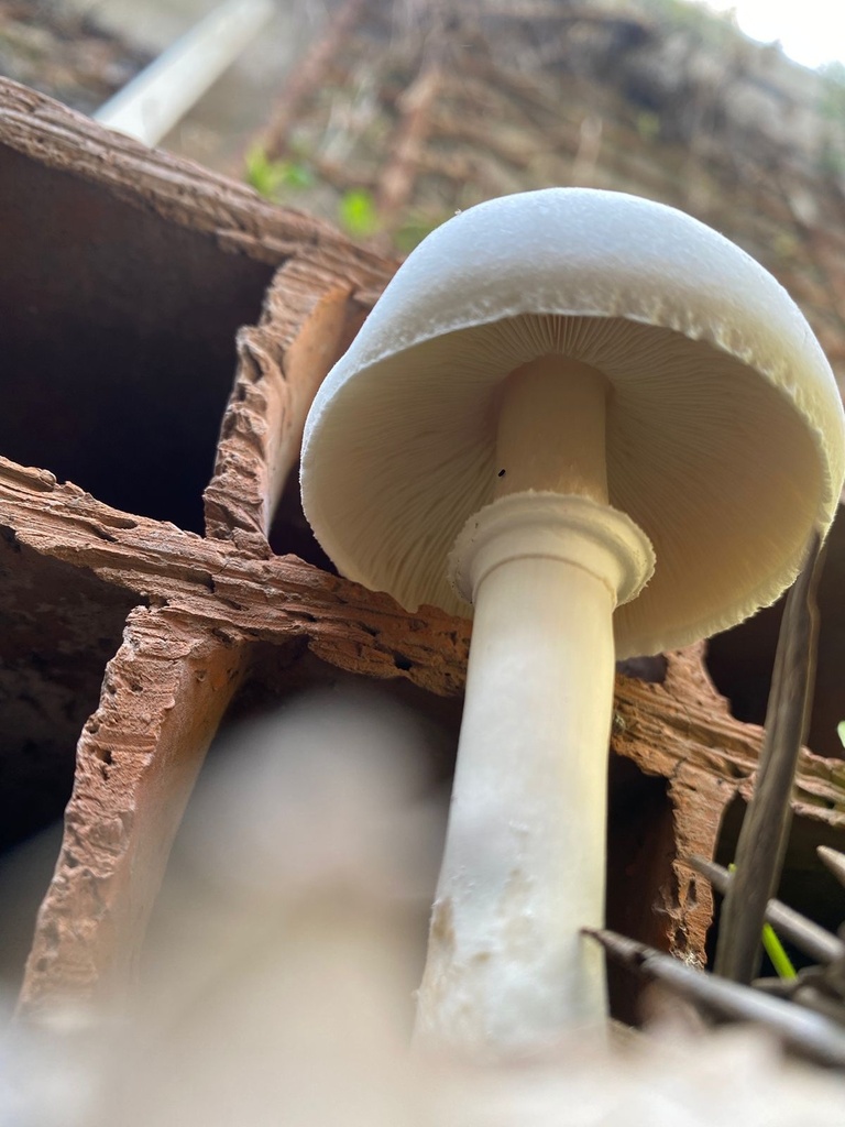 Leucocoprinus leucothites · April 2023 · photo: © tutitah (iNaturalist, cc0)