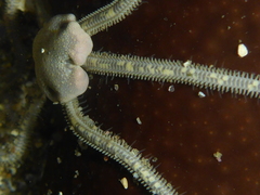 Amphiodia occidentalis