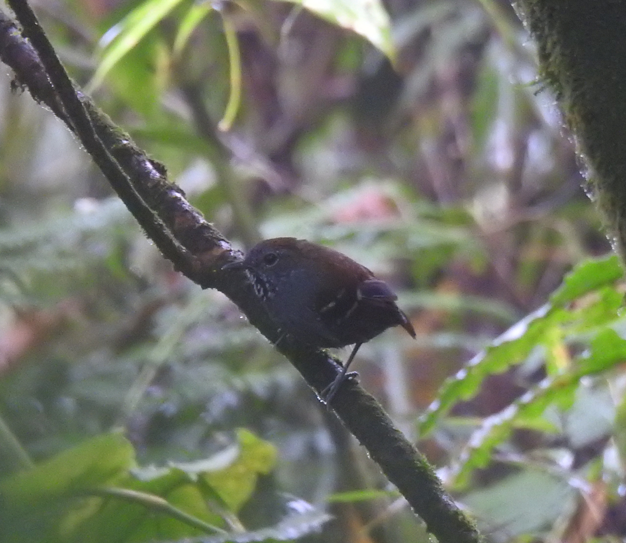 Star-throated Antwren illustration