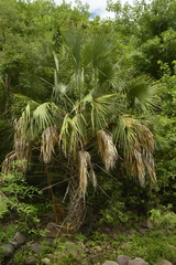 Sabal rosei